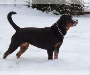Rottweiler Dog Breeder in OAK GLEN,  USA