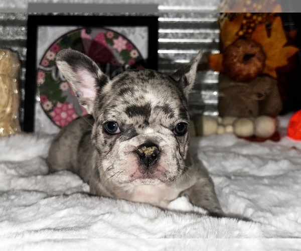 Medium Photo #17  Breeder Profile in MARICOPA, AZ, USA