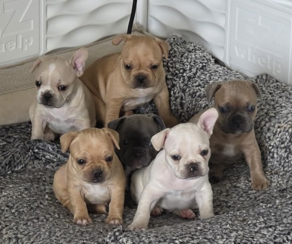 Medium Photo #1  Breeder Profile in ALBUQUERQUE, NM, USA