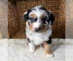 Small Photo #1  Breeder Profile in UNIONVILLE, IA, USA