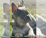 Small #6 Breeder Profile image