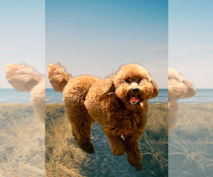 Goldendoodle (Miniature) Dog Breeder near BAKERSFIELD, CA, USA