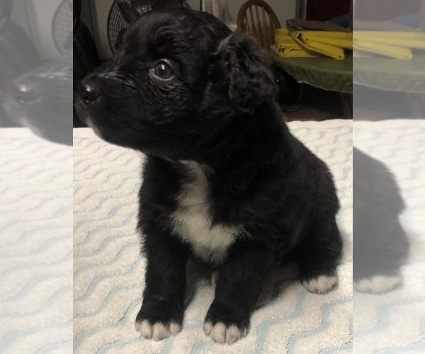 Medium Photo #48  Breeder Profile in SUNNYVALE, CA, USA