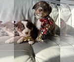 Small #46 Breeder Profile image