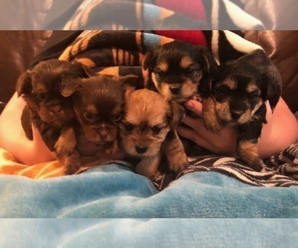 Medium Photo #5  Breeder Profile in SCOTTSDALE, AZ, USA