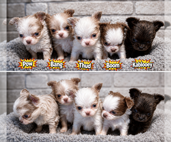 Medium Photo #19  Breeder Profile in LAKEWOOD, WA, USA
