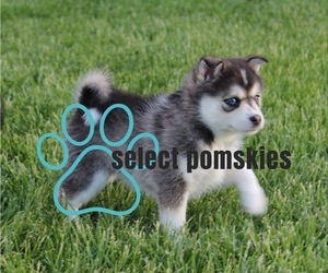 Pomsky Dog Breeder near DE SOTO, KS, USA