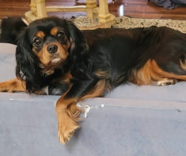Medium Photo #4  Breeder Profile in NAPERVILLE, IL, USA