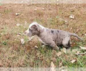 American Bully Dog Breeder near UNIONVILLE, VA, USA
