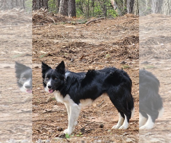 Medium Photo #3  Breeder Profile in PEARL CITY, IL, USA