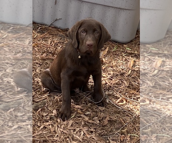 Medium Photo #6  Breeder Profile in BROADWAY, NC, USA