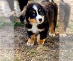 Small breeder photo