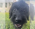 Small #5 Breeder Profile image