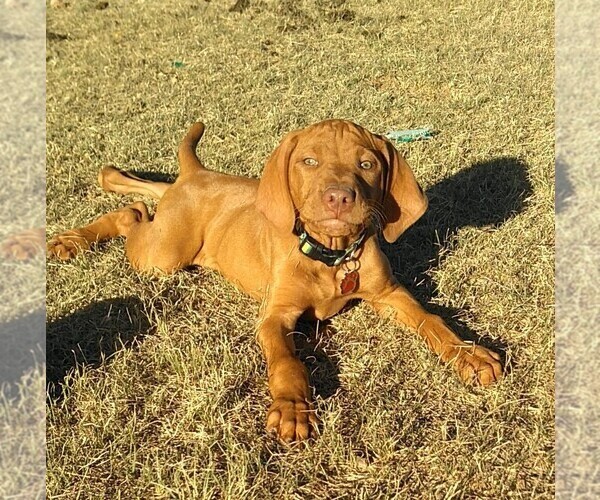 Medium Photo #2  Breeder Profile in ALPINE, TX, USA