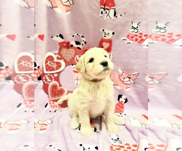 Medium Photo #3  Breeder Profile in SWARTZ CREEK, MI, USA