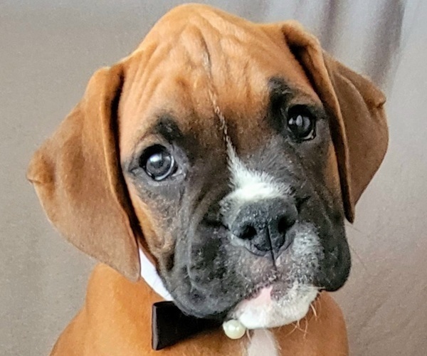 Medium Photo #1  Breeder Profile in SLATON, TX, USA