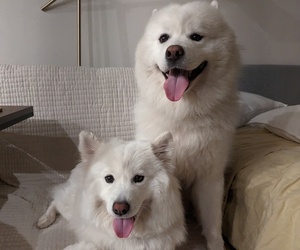 Samoyed Dog Breeder near DALLAS, TX, USA