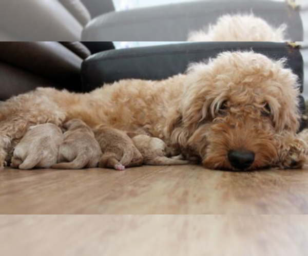 Medium Photo #1  Breeder Profile in LOUISVILLE, KY, USA
