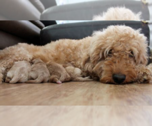Main photo of Goldendoodle Dog Breeder near LOUISVILLE, KY, USA