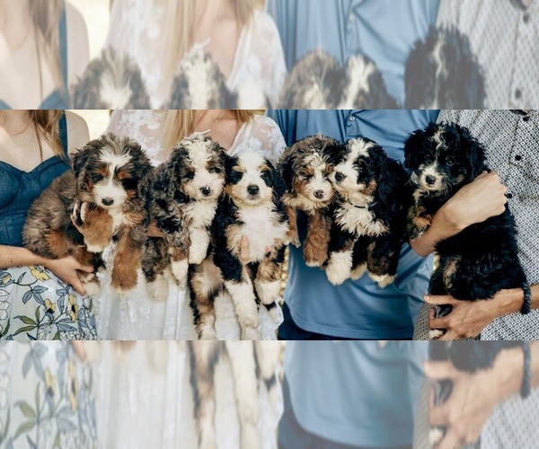 Medium Photo #66  Breeder Profile in BAKERSFIELD, CA, USA