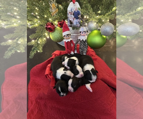 Medium Photo #1  Breeder Profile in PERRY, GA, USA