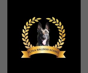 Belgian Malinois Dog Breeder near Leskovac, Central Serbia, Serbia