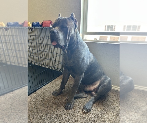 Medium Photo #9  Breeder Profile in ARLINGTON, TX, USA