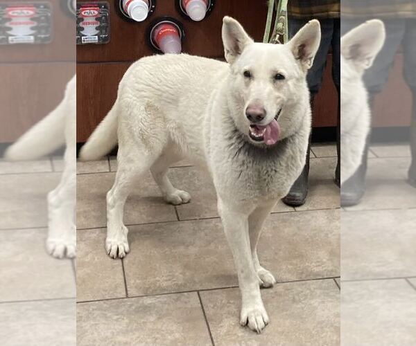 Medium Photo #6  Breeder Profile in OTTAWA, IL, USA