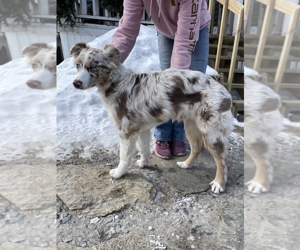 Medium Photo #8  Breeder Profile in BELMONT, VT, USA