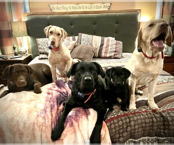 Medium Photo #1  Breeder Profile in BARNETT, MO, USA