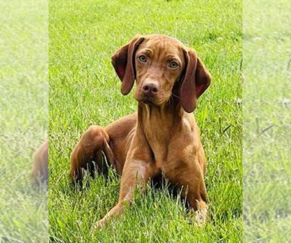 Medium Photo #2  Breeder Profile in CLARION, PA, USA