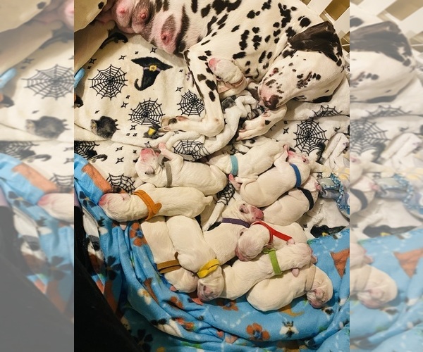 Medium Photo #1  Breeder Profile in CHICAGO, IL, USA
