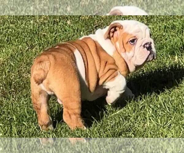 Medium Photo #8  Breeder Profile in FALLBROOK, CA, USA