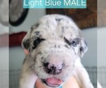 Small #12 Breeder Profile image