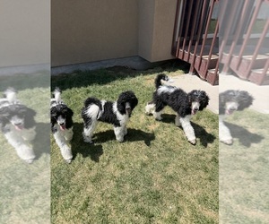 Poodle (Standard) Dog Breeder near KAYSVILLE, UT, USA