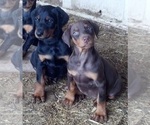 Small Photo #12  Breeder Profile in HAGERSTOWN, IN, USA