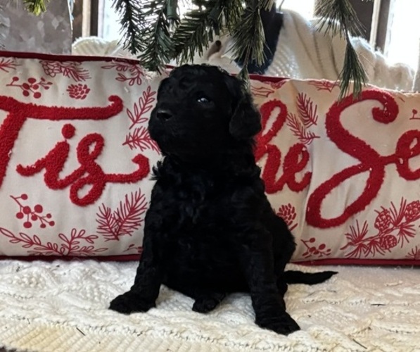 Medium Photo #18  Breeder Profile in DEXTER, MO, USA