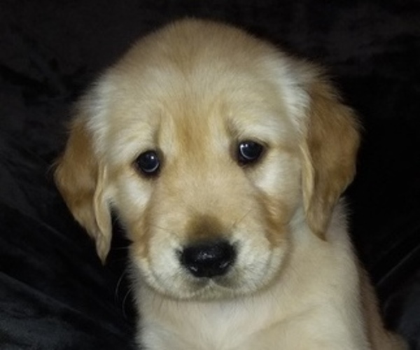 Medium Photo #3  Breeder Profile in LOOMIS, CA, USA