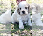 Small breeder photo
