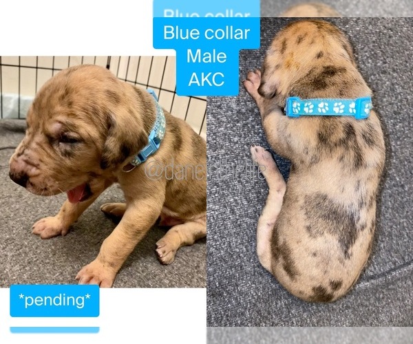 Medium Photo #1  Breeder Profile in GROVE CITY, PA, USA