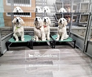 English Cream Golden Retriever Dog Breeder near CARTHAGE, MO, USA