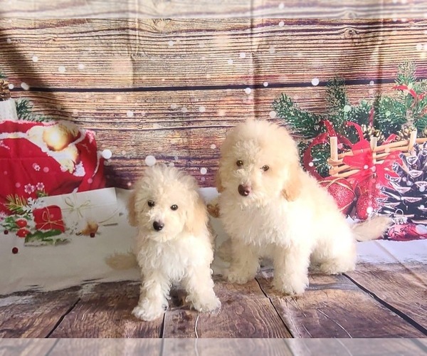 Medium Photo #1  Breeder Profile in COYLE, OK, USA