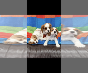 Cavalier King Charles Spaniel Dog Breeder near BELLFLOWER, CA, USA