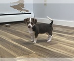 Small #6 Breeder Profile image