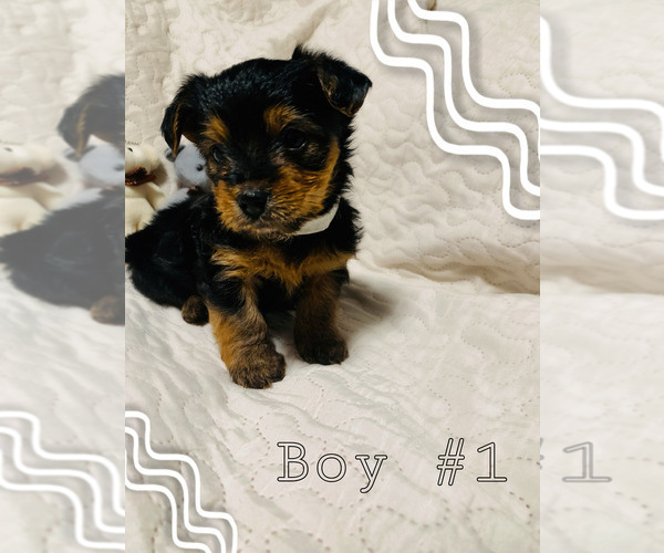 Medium Photo #1  Breeder Profile in SEATAC, WA, USA