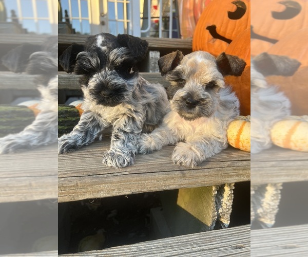 Medium Photo #1  Breeder Profile in WELLINGTON, AL, USA