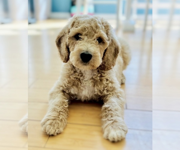 Medium Photo #1  Breeder Profile in DAVISON, MI, USA