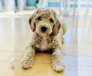 Goldendoodle Dog Breeder near DAVISON, MI, USA