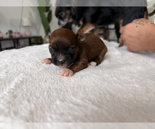 Medium Photo #5  Breeder Profile in SAN ANTONIO, TX, USA