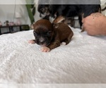 Small #4 Breeder Profile image